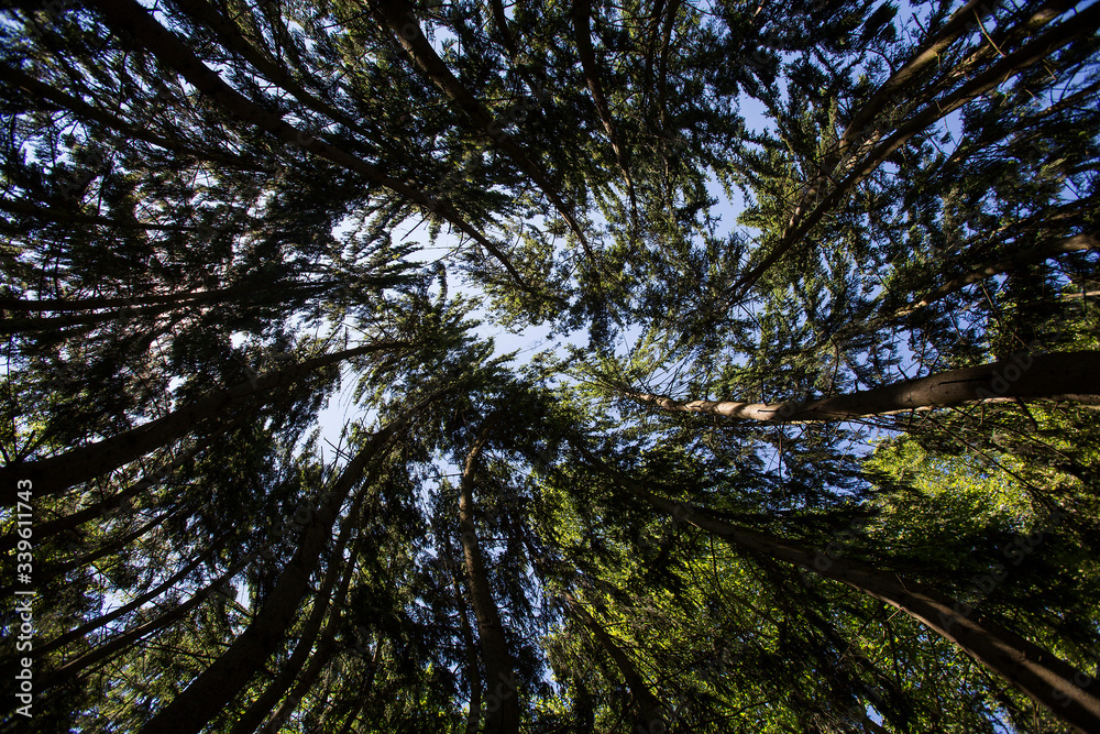 Marvelous forest from a frogs perspective Marvelous forest from a frogs perspective