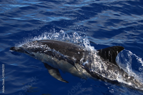 Delphine auf Madeira