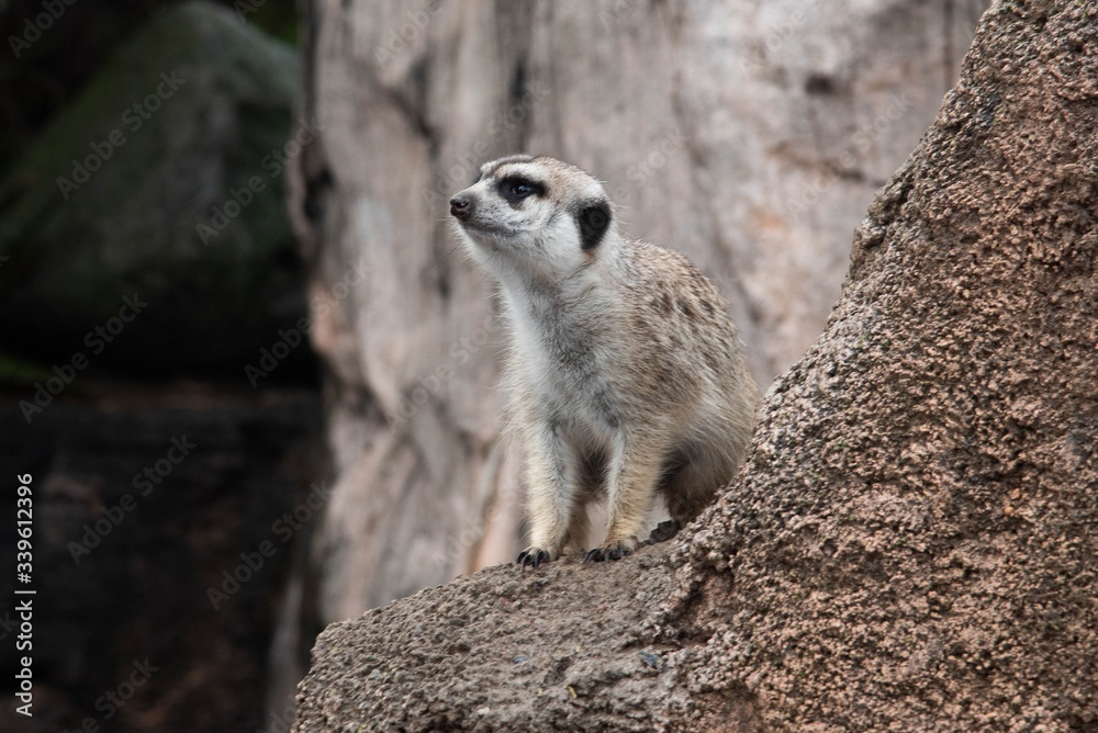 Fototapeta premium ZOOLÓGICO