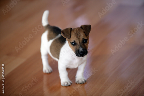 Little sweet jack rusell terrier puppy standing on the parquet floor photo
