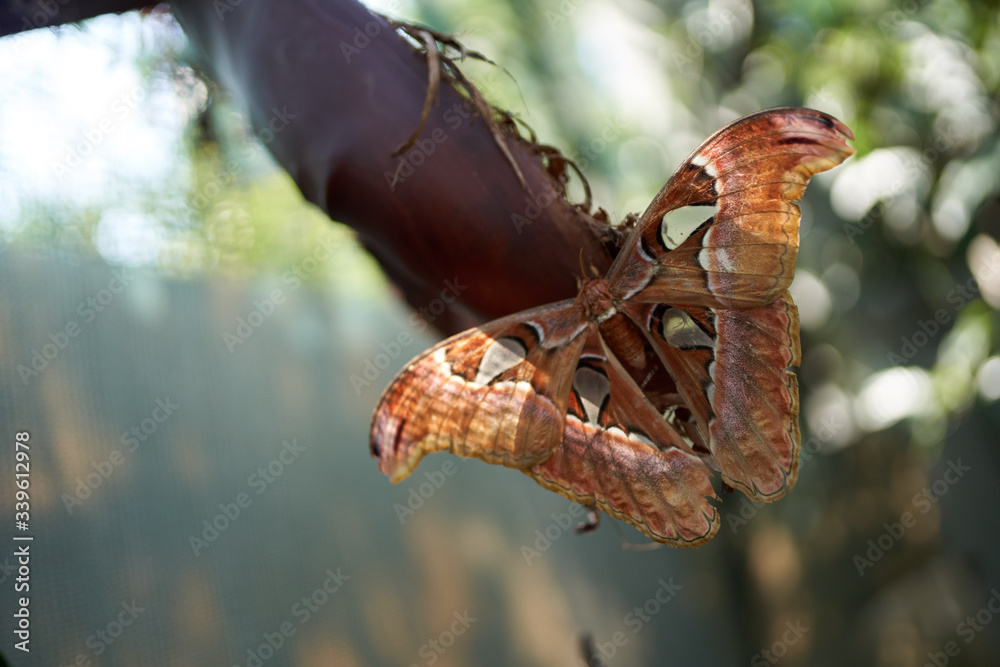 Obraz premium a huge brown butterfly sits on a branch