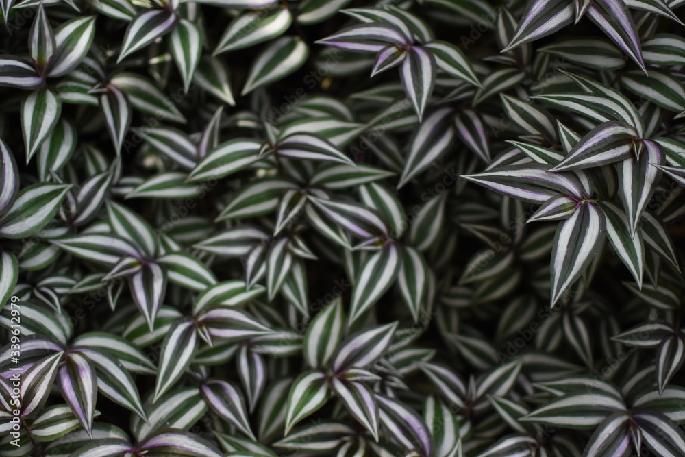 background of green leaves background of green leaves