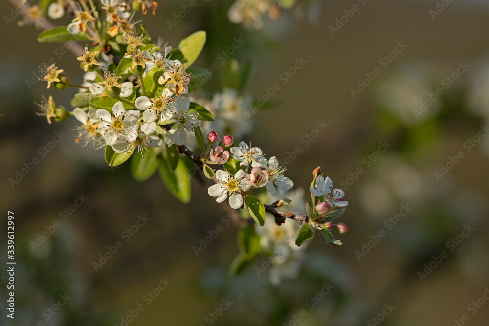 Branche d'arbre fruitier avec des fleurs blanches au printemps dans la lumière de fin de journée dans un sous-bois. Branche d'arbre fruitier avec des fleurs blanches au printemps dans la lumière de fin de journée dans un sous-bois.