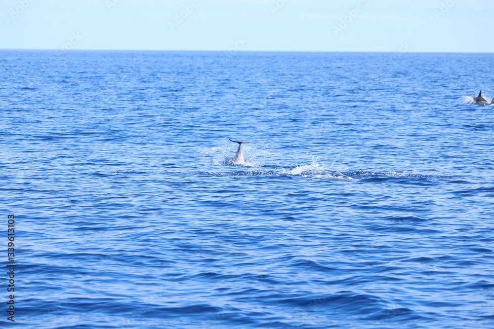 Fototapeta premium Delphine auf Madeira