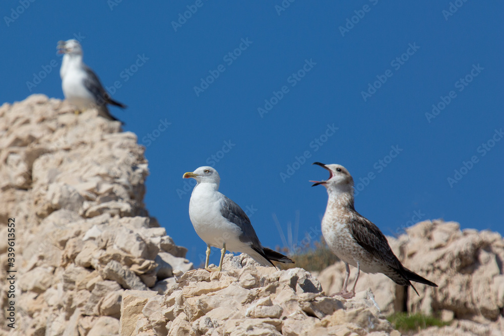 A screaming seagull standing on the rocks A screaming seagull standing on the rocks