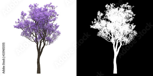 Front view of tree (Jacaranda Mimosifolia) png with alpha channel to cutout 3D rendering