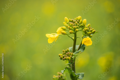 yellow flowers on green bac...