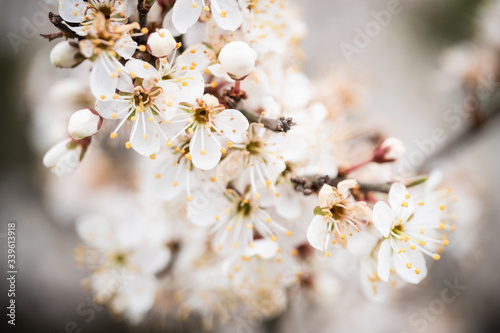 cherry blossom in spring