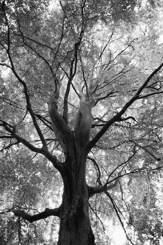 Beech in black and white
