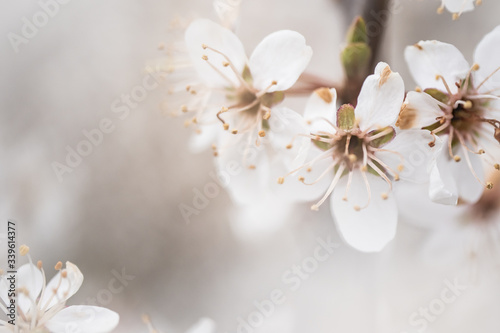 cherry tree blossom