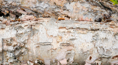 Side of birch tree trunk on its side with rough organic texture. Flaking and peeling bark.