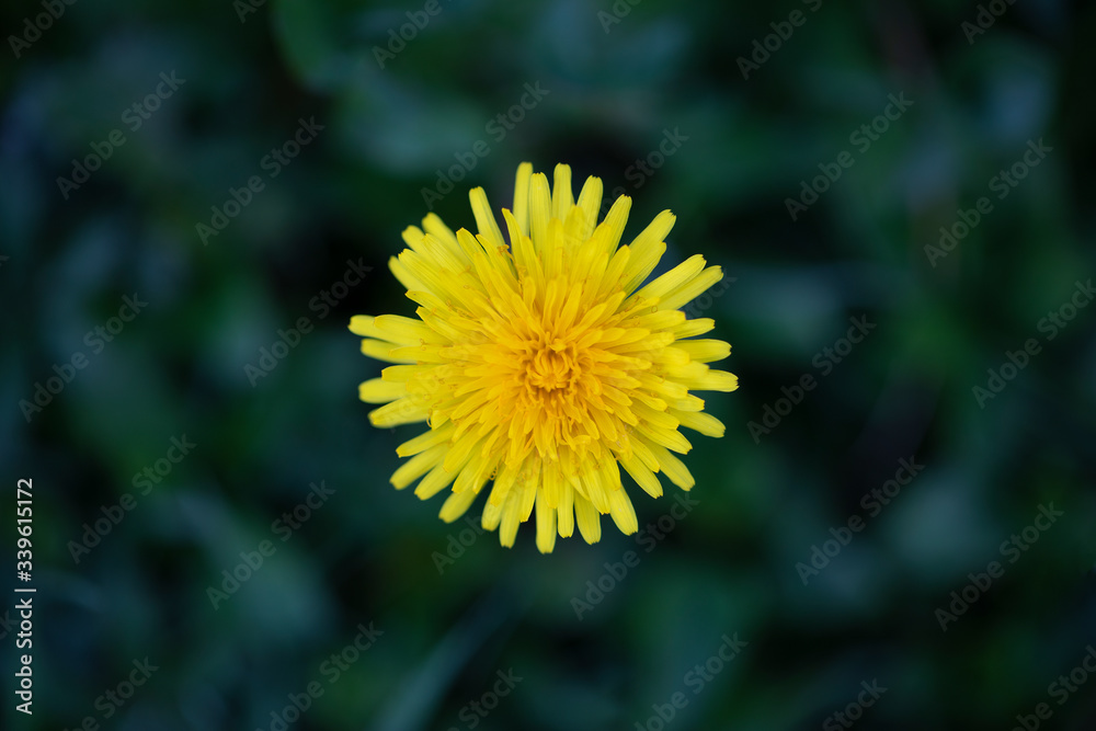 A yellow dandelion on a meadow with green blurry background A yellow dandelion on a meadow with green blurry background