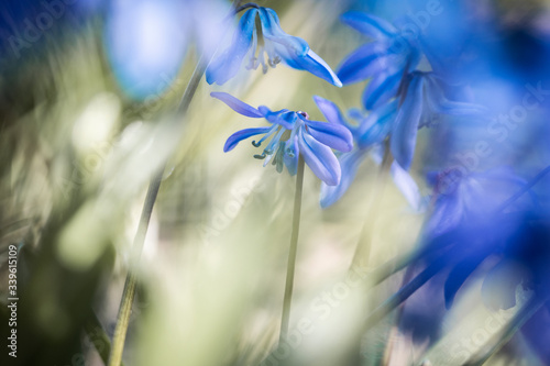 blue flowers in the wind