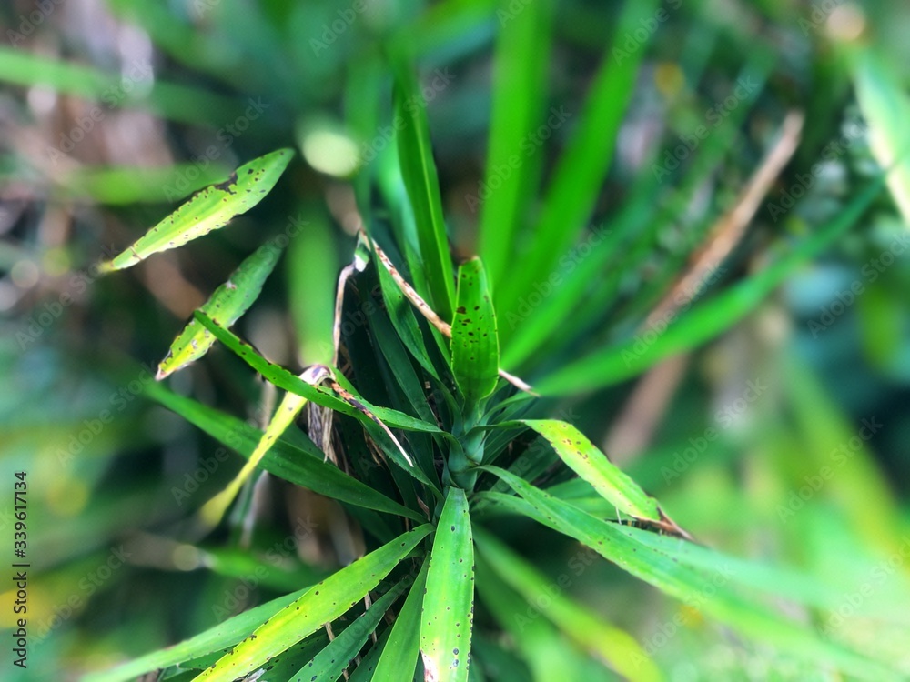 green mescal leaves with dew green mescal leaves with dew