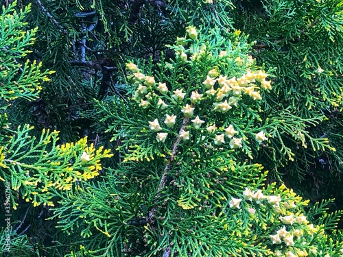 Chinese thuja close view 