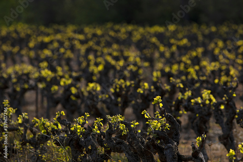 Vignoble de vin de pays sous le soleil du matin dans un domaine du sud de la France. photo