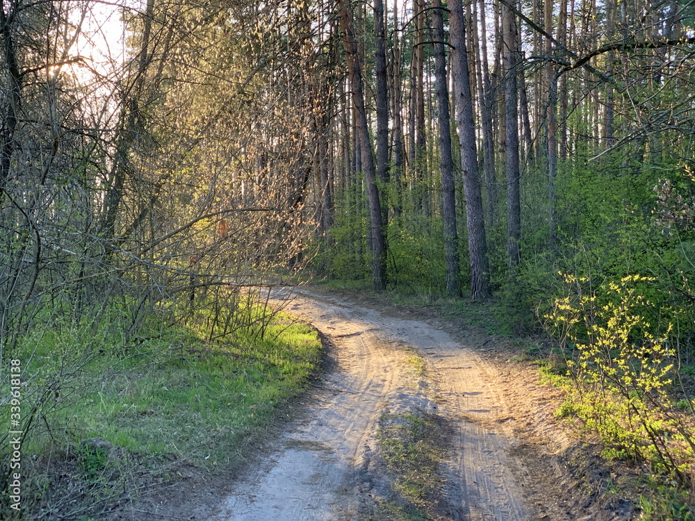 Naklejka premium Trail in a mixed forest in spring. Spring forest landscape, road through the forest. Walking in the park among the trees.