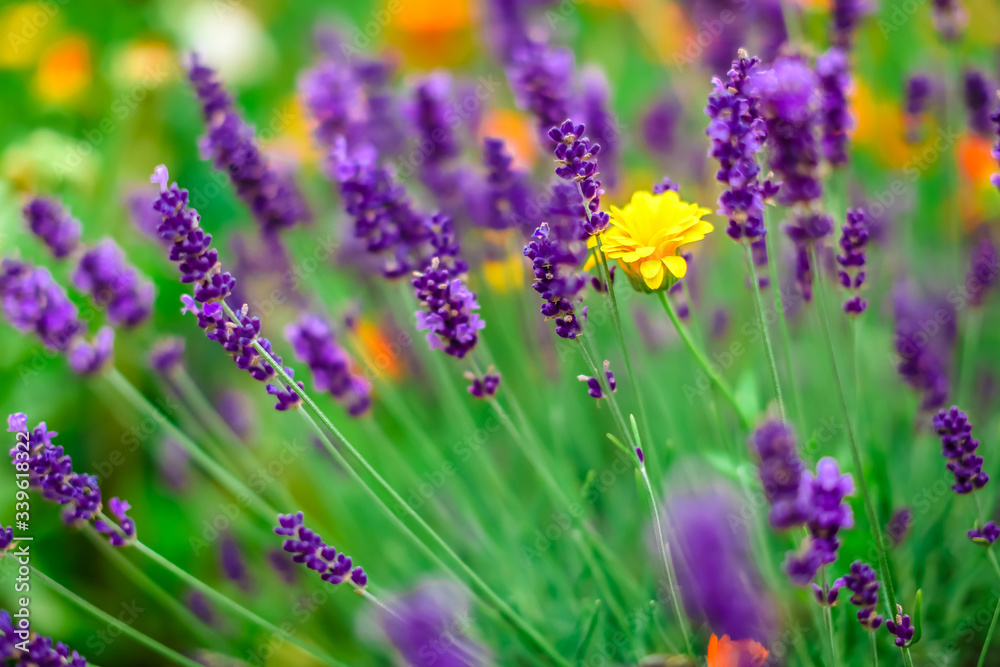 Lavender flowers blooming. Purple field flowers background. Tender lavender flowers.
Lavender flowers blooming. Purple field flowers background. Tender lavender flowers.