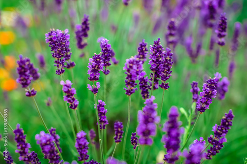 Lavender flowers blooming. Purple field flowers background. Tender lavender flowers. 