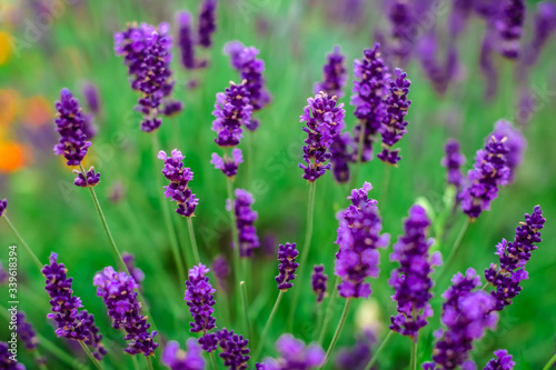 Lavender flowers blooming. Purple field flowers background. Tender lavender flowers. 