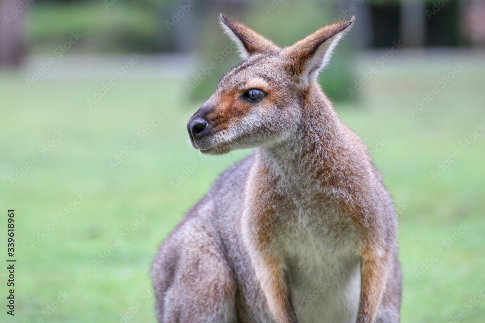 Kangaroo in Australien Kangaroo in Australien