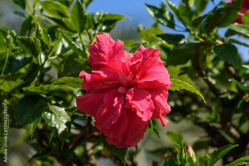 Obraz premium Three large and delicate vivid pink hibiscus flower in an exotic garden, surrounded by green leaves, in a sunny summer day on Isola Bella by Lake Maggiore in Northern Italy, outdoor floral background 