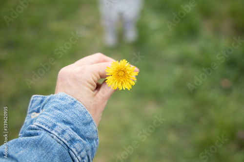 dandelion blossom in hand
