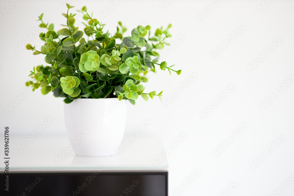 One plant on a white background. Horizontal. Minimalist One plant on a white background. Horizontal. Minimalist