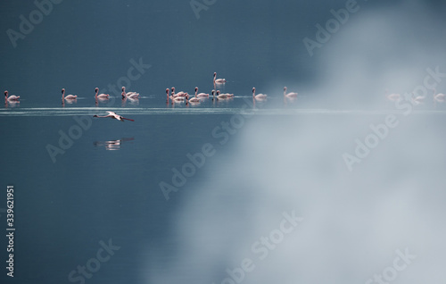 Lesser Flamingos swimming in the mod of hot springs steam, Bogoria Lake