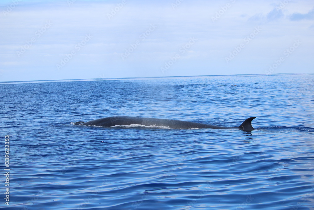 Naklejka premium Walbeobachtung