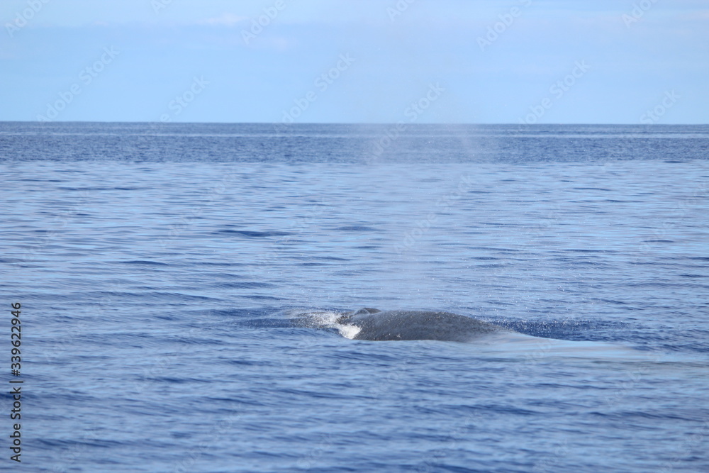 Obraz premium Walbeobachtung