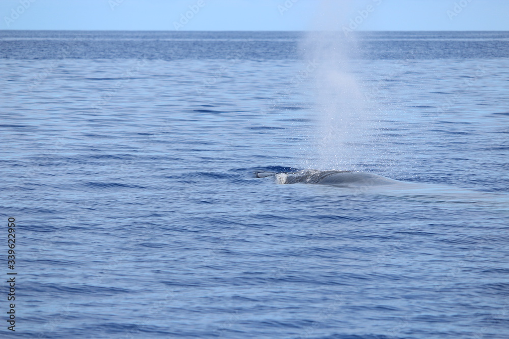 Fototapeta premium Walbeobachtung