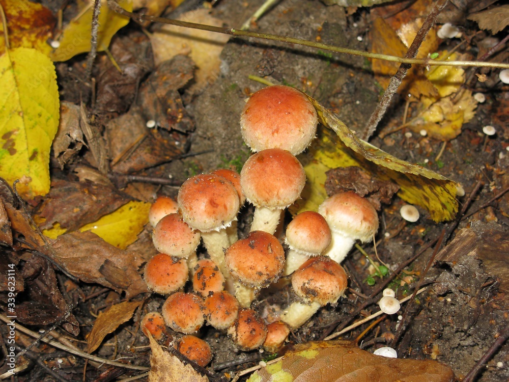Mushroms Mushroms