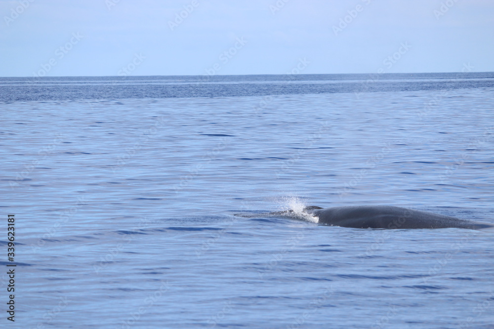 Obraz premium Walbeobachtung