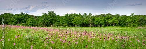 A panoramic summer prairie landscape with huge drifts of blooming pale purple coneflower native wildflowers. photo