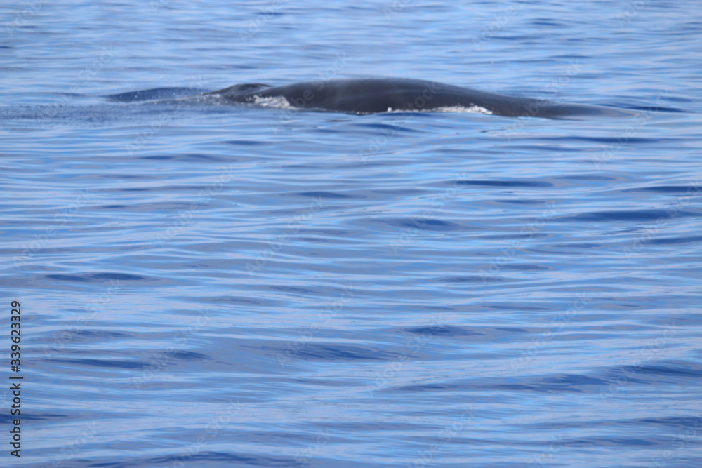 Obraz premium Walbeobachtung