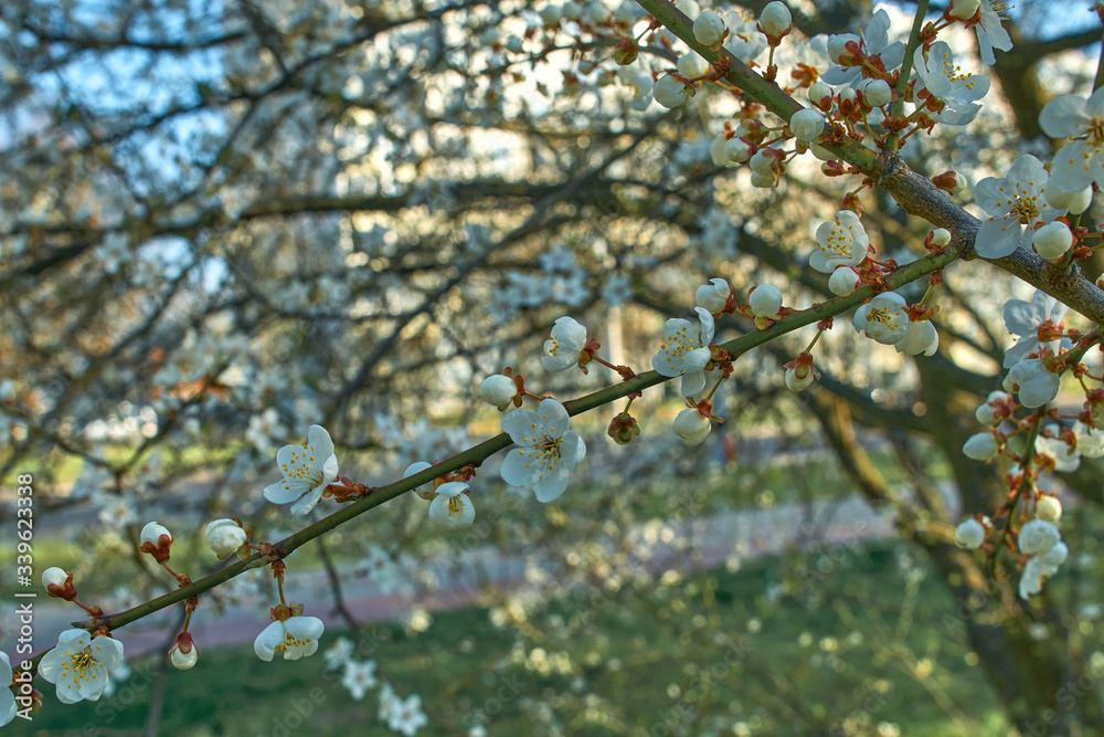 plum full blossom and the background of the blue sky ,white flowers in the spring