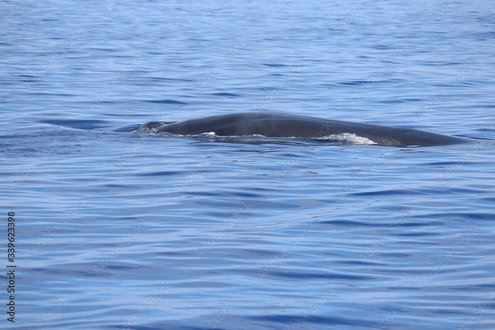 Fototapeta premium Walbeobachtung