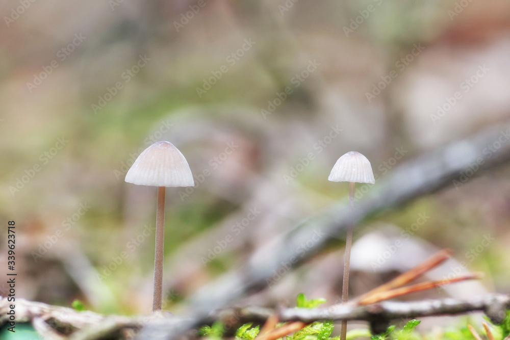 Subtle mushrooms Subtle mushrooms
