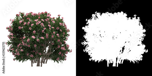 Front view of tree (Nerium Oleander Dwarf) png with alpha channel to cutout 3D rendering
