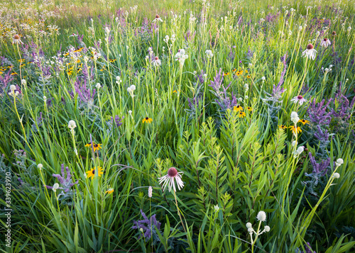 Fototapeta Naklejka Na Ścianę i Meble -  Sunset light on a profusion of blooming native wildflowers in the summer prairie.