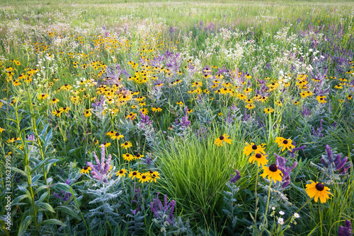 Fototapeta Naklejka Na Ścianę i Meble -  Sunset light on a profusion of blooming native wildflowers in the summer prairie.