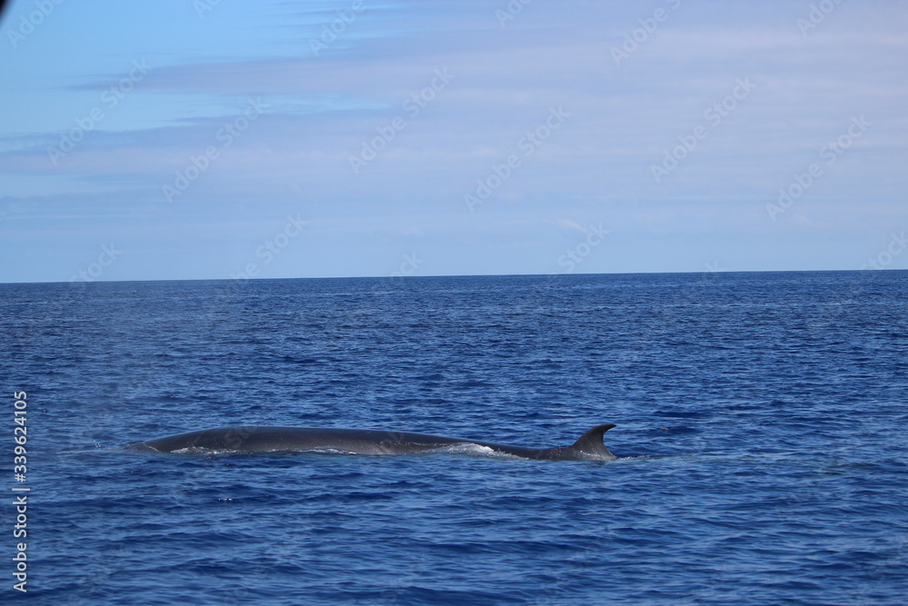 Obraz premium Walbeobachtung