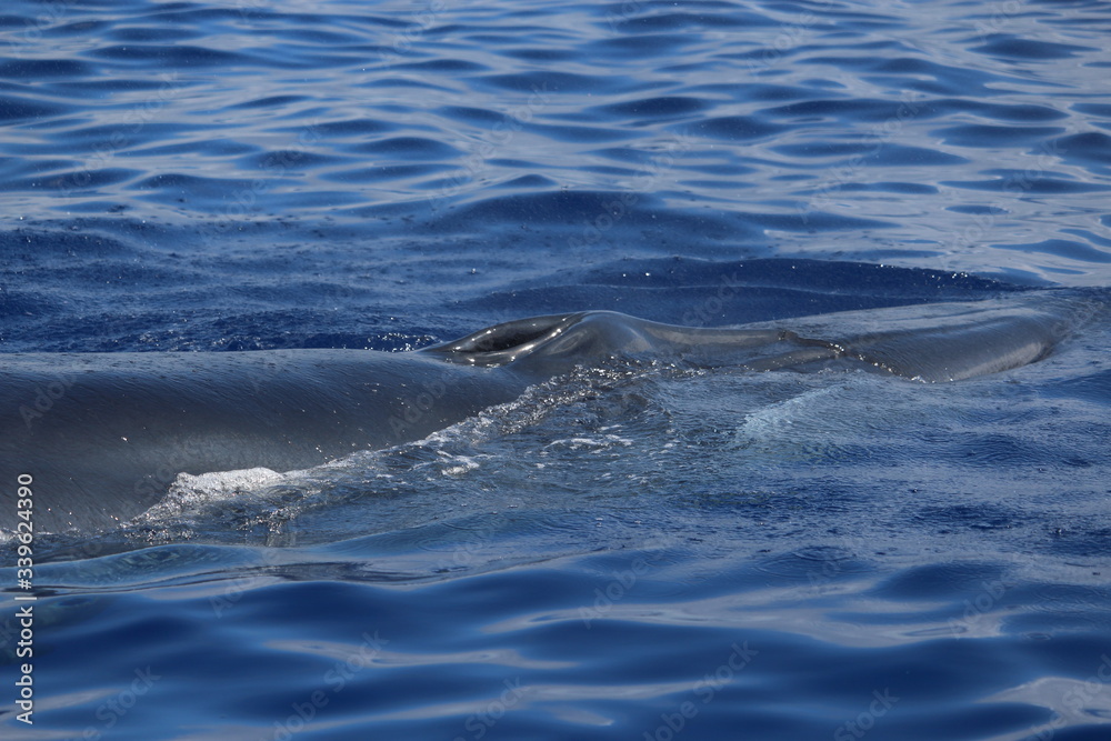 Fototapeta premium Walbeobachtung