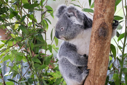 Nahaufnahme eines Koala auf einem Baum mit Eukalyptus