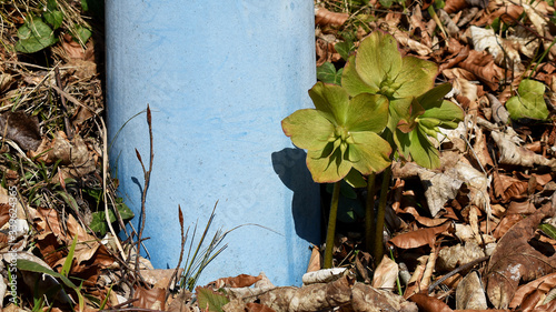 Fruchtende Blüten der Schneerose, Helleborus niger, neben himmelblauem Hydranten