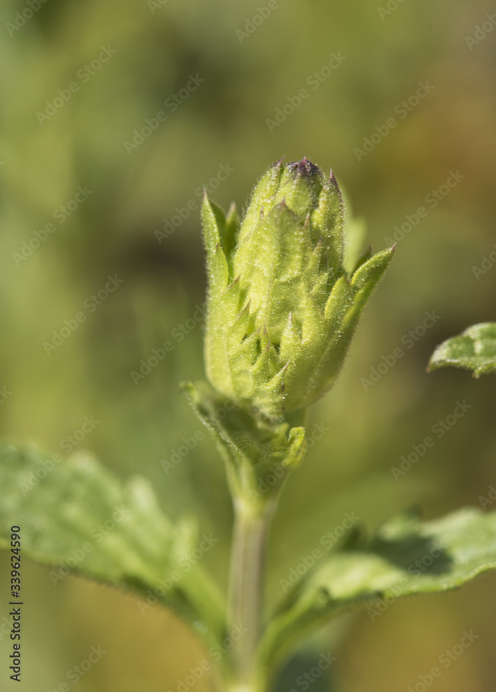 Sideritis paulii green colored plant with small leaves in the sun in full sunlight Sideritis paulii green colored plant with small leaves in the sun in full sunlight