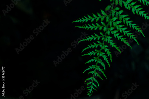 Green fern leaves and dark background