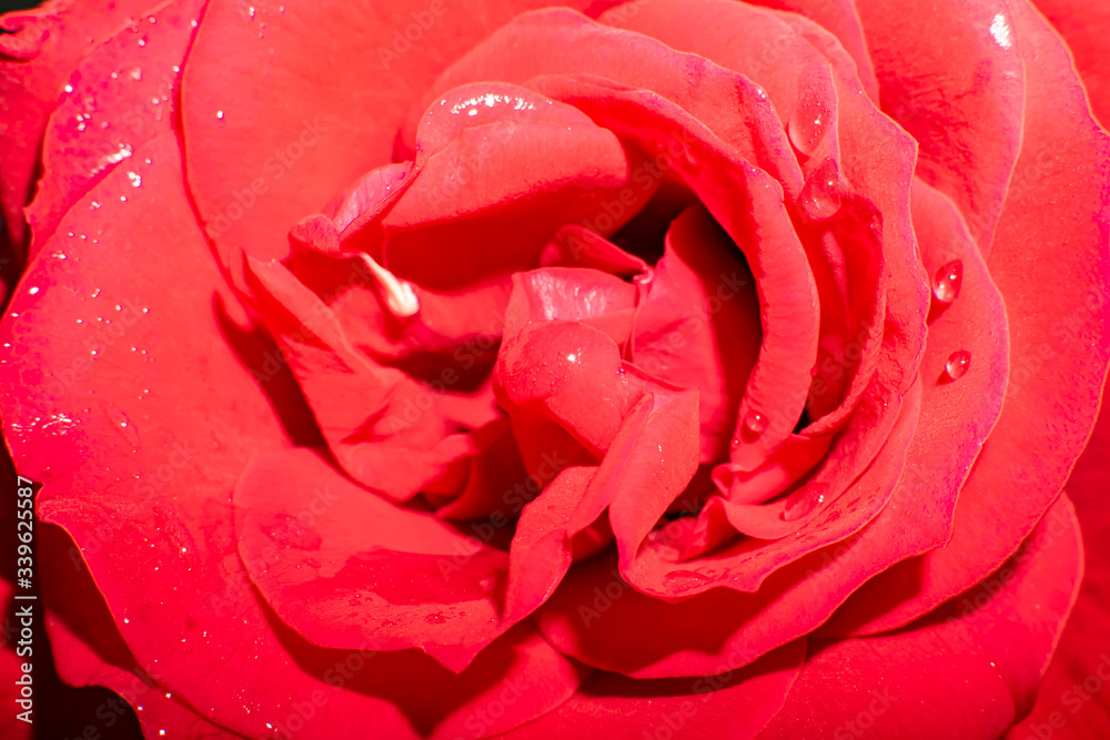 Naklejka premium rose flower red Bud close up