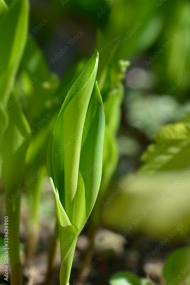 Lily of the valley Lily of the valley